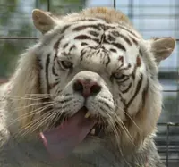 EasyTiger